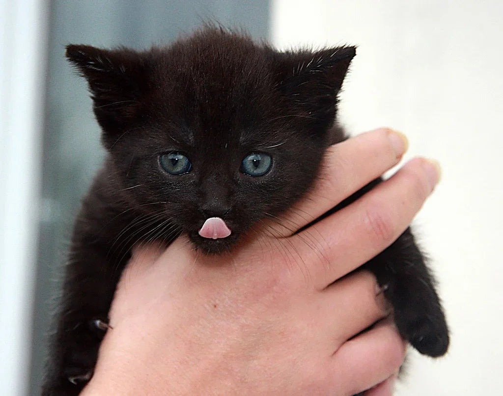 Why do we love cats so much?