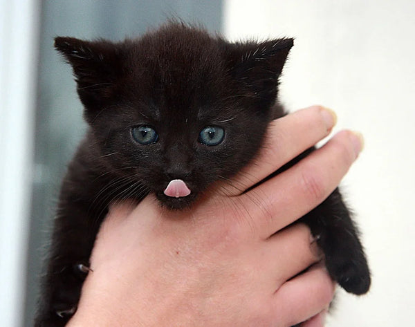 Why do we love cats so much?